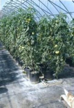 An irrigation greenhouse in Moldove